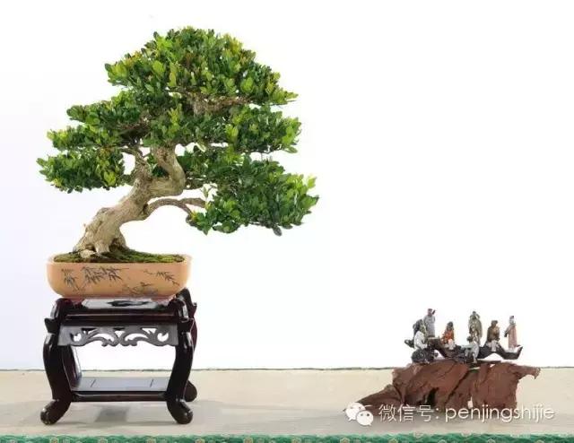 黄杨木盆景养护注意事项，怎样养黄杨木盆景（一组黄杨盆景精品欣赏）