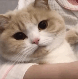 表情包  可爱小动物，微信头像，表情包  可爱小动物（可爱小动物表情包）