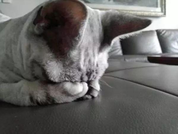 猫咪常见6种睡姿，猫咪的四种睡姿代表不同心理活动