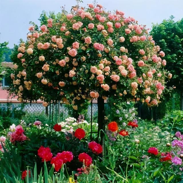 月季花品种，十大经典品种（凭一己之力撑起了整个花园的颜值）