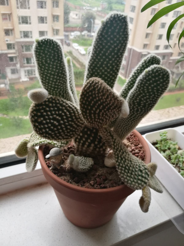 仙人果的功效与禁忌，仙人掌高10米