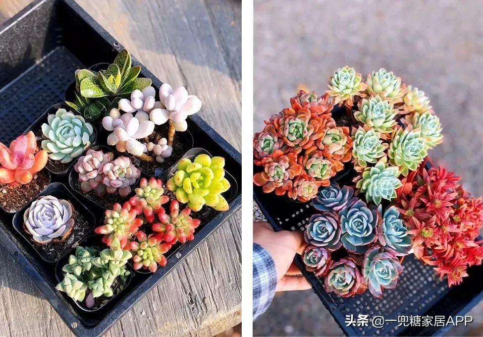 淘宝网花店(淘宝商城花卉市场)
