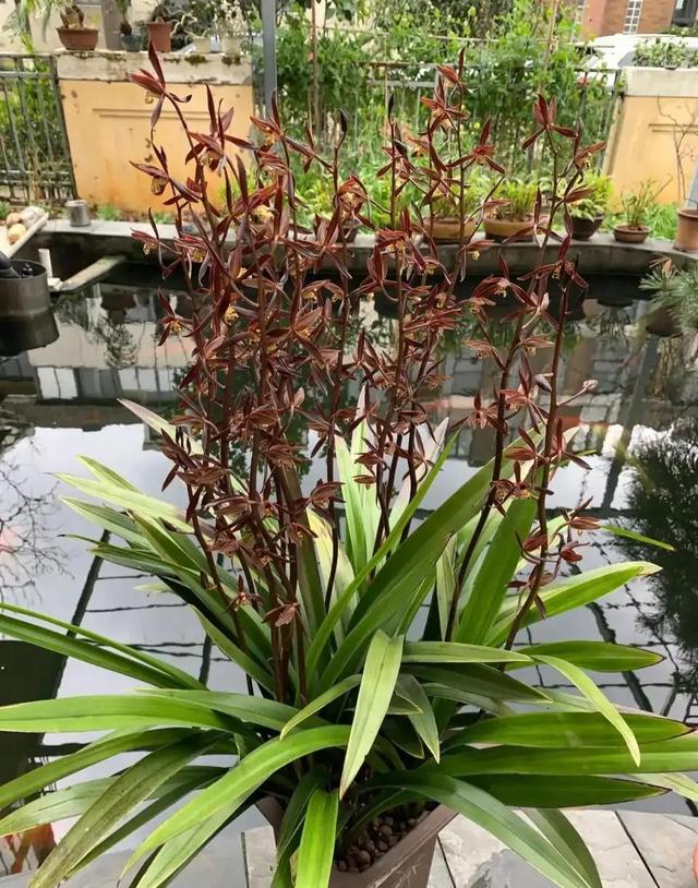 蕙兰五个必养品种，建兰大荷瓣品种（适合普通人养的十款兰花）