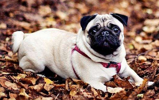 德国黑贝多少钱一只，最受孩子“欢迎”的6种狗（德国黑贝的价格）