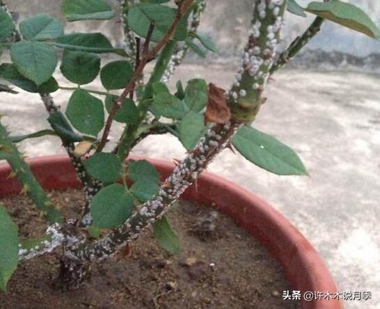 月季常见病虫害及防治方法，月季的病虫害防治（十二种月季常见病害防治教程）