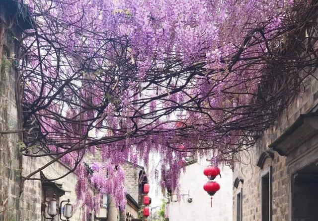 一梦两三年一花一世界网名，一梦两三年一花一世界微信昵称（千年的紫藤树···5种花越老越值钱）