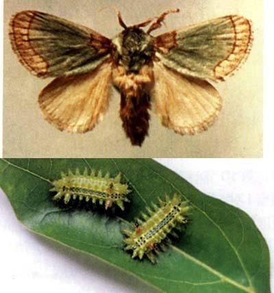 **毛虫是益虫还是害虫，毛毛虫是益虫还是害虫（满身毒刺若碰必中毒，痛入骨髓）