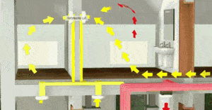 霸王芋，卫生间潮湿、发霉、不通风（霸王芋的养殖方法和注意事项）