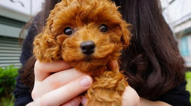 养泰迪的技巧，泰迪饲养的六个方面