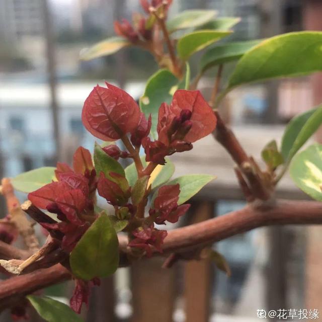 春天开的花有什么，春天绽放的花有哪些（6种花疯狂冒花苞）