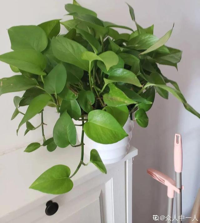 吸收甲醛的植物，哪种植物具有吸收甲醛的功能（净化空气最厉害）