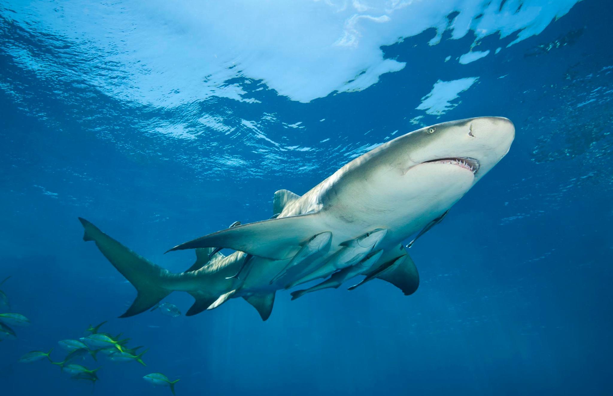 鮣鱼是什么鱼，雪花鱼是什么鱼做的（物种百科：鮣鱼）