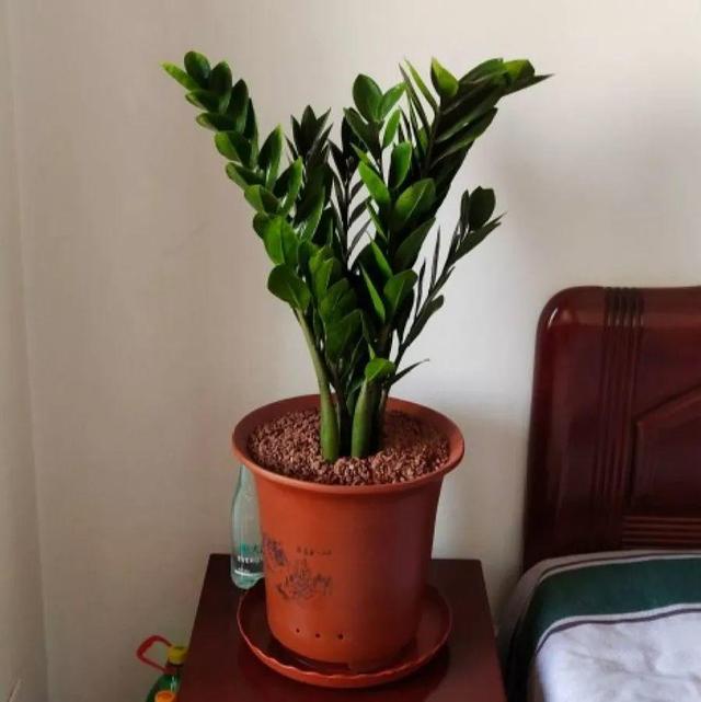 鹅掌柴的作用与功效，鹅掌柴的功效与作用（一养就能养20年）