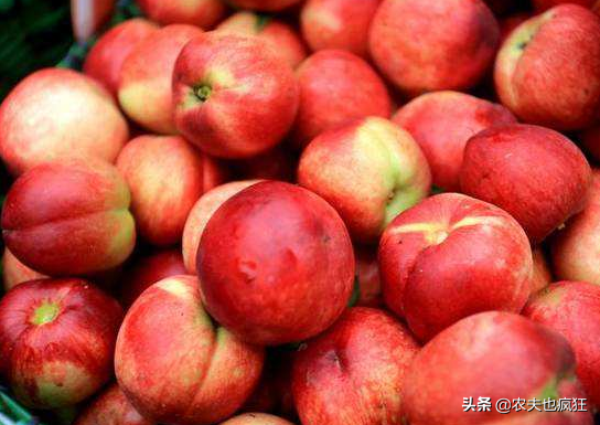 桃驳李和油桃的区别，桃驳李与油桃区别（反季节销售20元1斤）