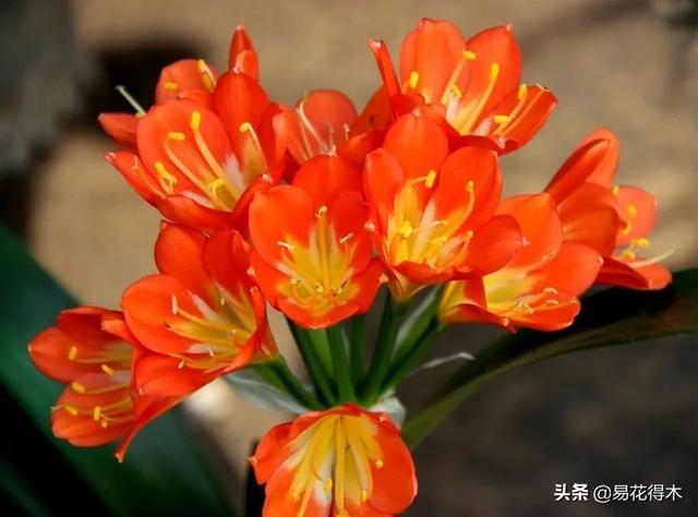君子兰价格，曾经标价“7777万元”的君子兰噱人眼球