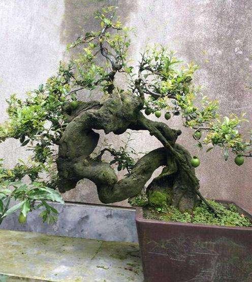 老桩是什么意思，玫瑰老桩是什么意思（3种“盆景树”）