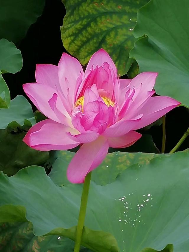 杨万里写的描写杭州西湖的诗句，只因这一片荷塘风景独好