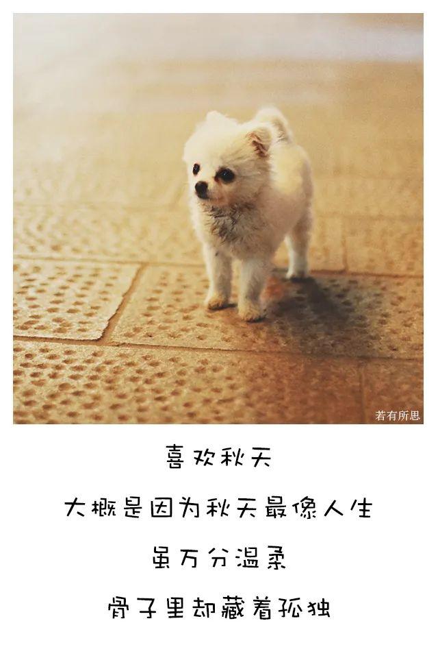 喜欢秋天的理由，我为什么喜欢秋天（秋天最像人生）