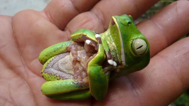 兔子假死多久恢复，兔子死后处理方式（扒一扒动物界的行骗手段）