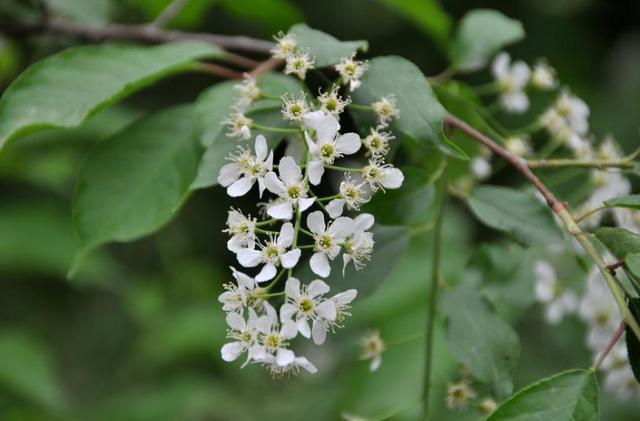 稠李,稠李树,盘点东北独有的野生水果(稠李树图片大全)