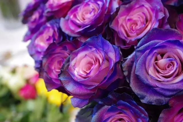 各种玫瑰花的含义，各色的玫瑰花有什么含意（一篇文章认全花店必备80种玫瑰花）