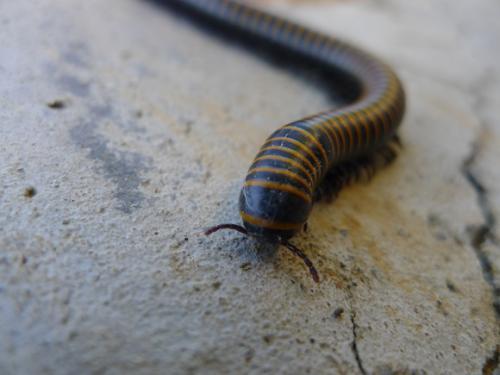 比如千足虫!比如……蚰蜒!而今天的重点千足虫,也是它们