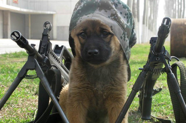 什么是纯种藏獒，原生藏獒vs纯种藏獒（现役军犬能打得过纯种藏獒吗）