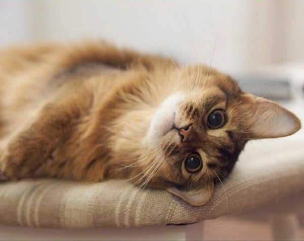 小猫的特点(猫咪的特点有哪些)