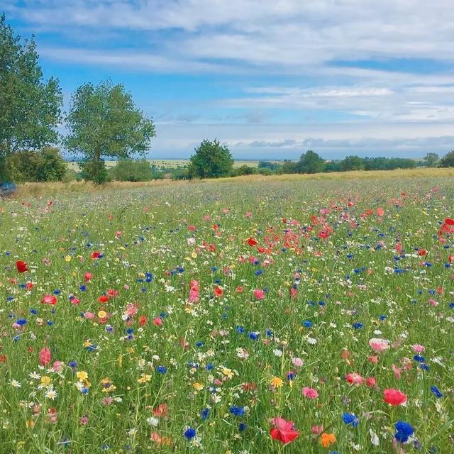 春日元气背景图 你的春日好运开始派件，请保持心情愉快，春日背景图怎么画（“春日”背景图）