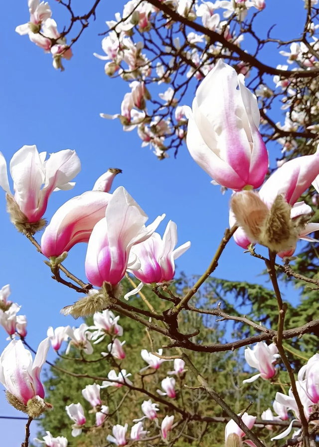 春夏秋冬花的代表，春夏秋冬花的代表简笔画（每一种都超有气质）