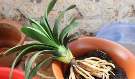 植物营养液配方，植物营养液的配置方法（将这8样\