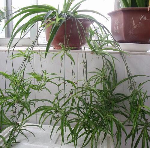 开花吊兰怎么养才能更旺盛(养的吊兰开花了) - 彝家农业网