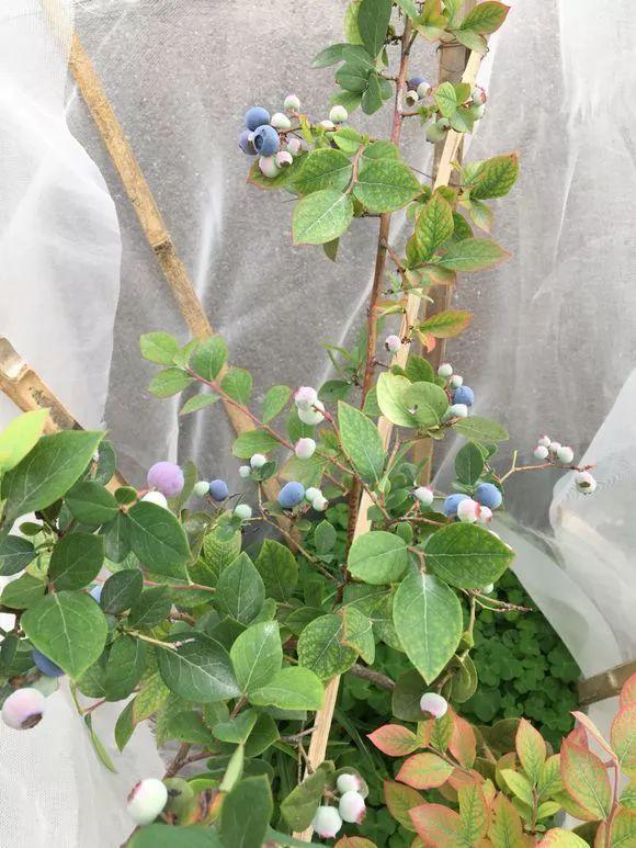 霸王花是火龙果的花吗，昙花、霸王花、火龙果花和令箭荷花的区别（奶奶把一根枝插土里）