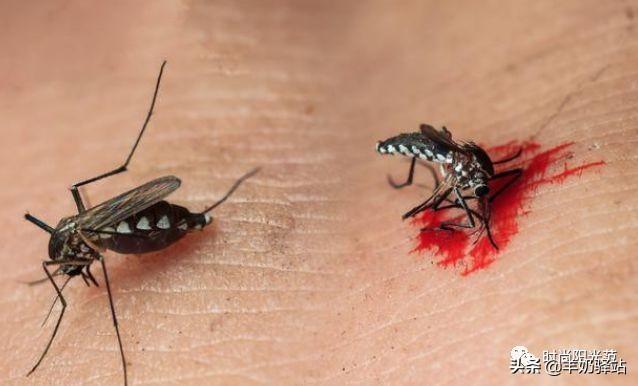 家里蚊子多怎么办，家里有蚊子小妙招怎么去除蚊子（不到3毛钱蚊子全都“死翘翘”）