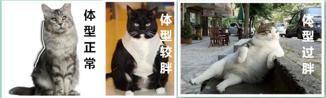 怎么养胖橘猫，那你知道作为一只胖猫