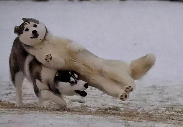 小哈士奇，家里养一只“哈士奇”（哈士奇幼犬拉稀怎么办）