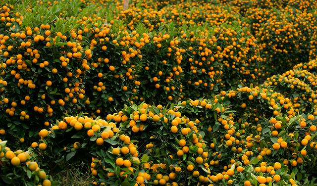 顺德陈村在哪里，顺德陈村在哪里可以检查核（广东佛山顺德区面积最小的镇）