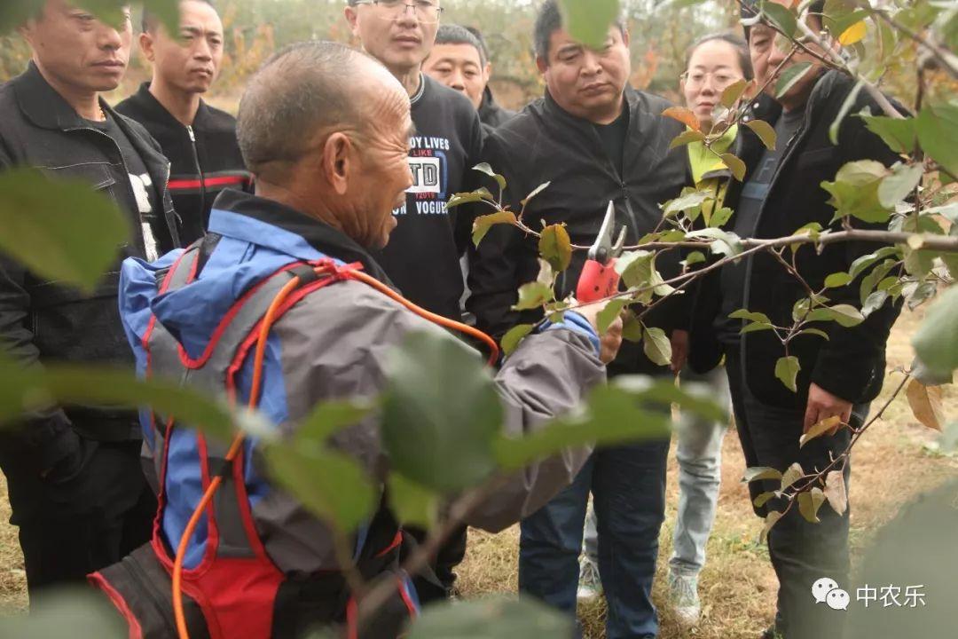 纺锤形是什么形状，为什么古海洋中会有“纺锤”（纺锤形和主干形整形修剪有什么区别）