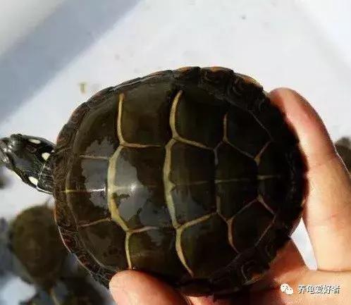 西非侧颈龟怎么养,西非侧颈龟怎么养成浅色(看完之后会想要一只吗) 西非侧颈龟怎么养,西非侧颈龟怎么养成浅色(看完之后会想要一只吗)