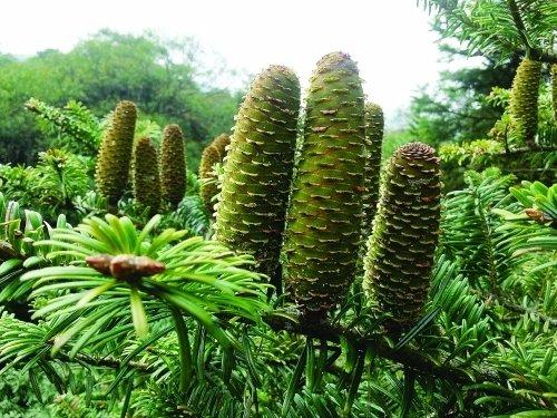 国家一级保护植物的名单，国家一级保护植物简介（植物世界丨国家一级重点保护野生植物名录）