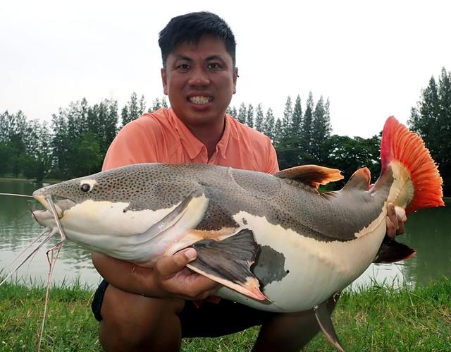 红尾鲶鱼,又名招财猫,军舰鸭嘴,红尾鸭嘴鲶鱼,狗崽鲸,狗仔鲸,红尾猫.