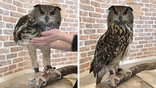 养雪鸮犯法吗，宠物雪貂多少钱一只（猫头鹰的构造原来这么奇葩）