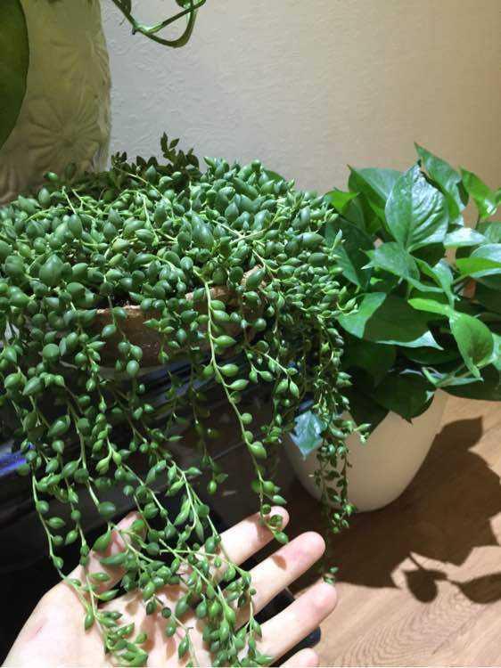情人泪的养殖方法和注意事项，情人泪的养殖的注意事项（颗颗“绿珍珠”）