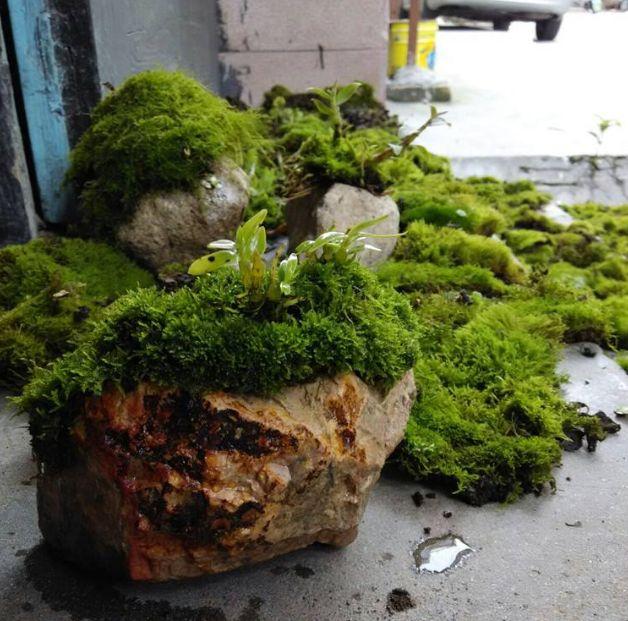 苔藓植物的四个作用，另外还有好几个价值