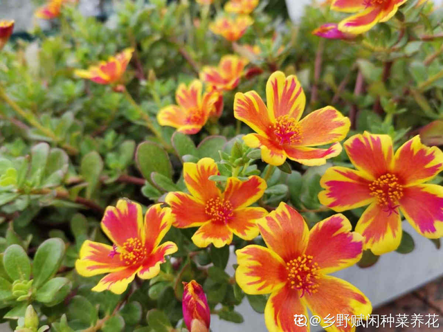 花城是哪个城市，不夜城是哪个城市（中国超美的两大花城）