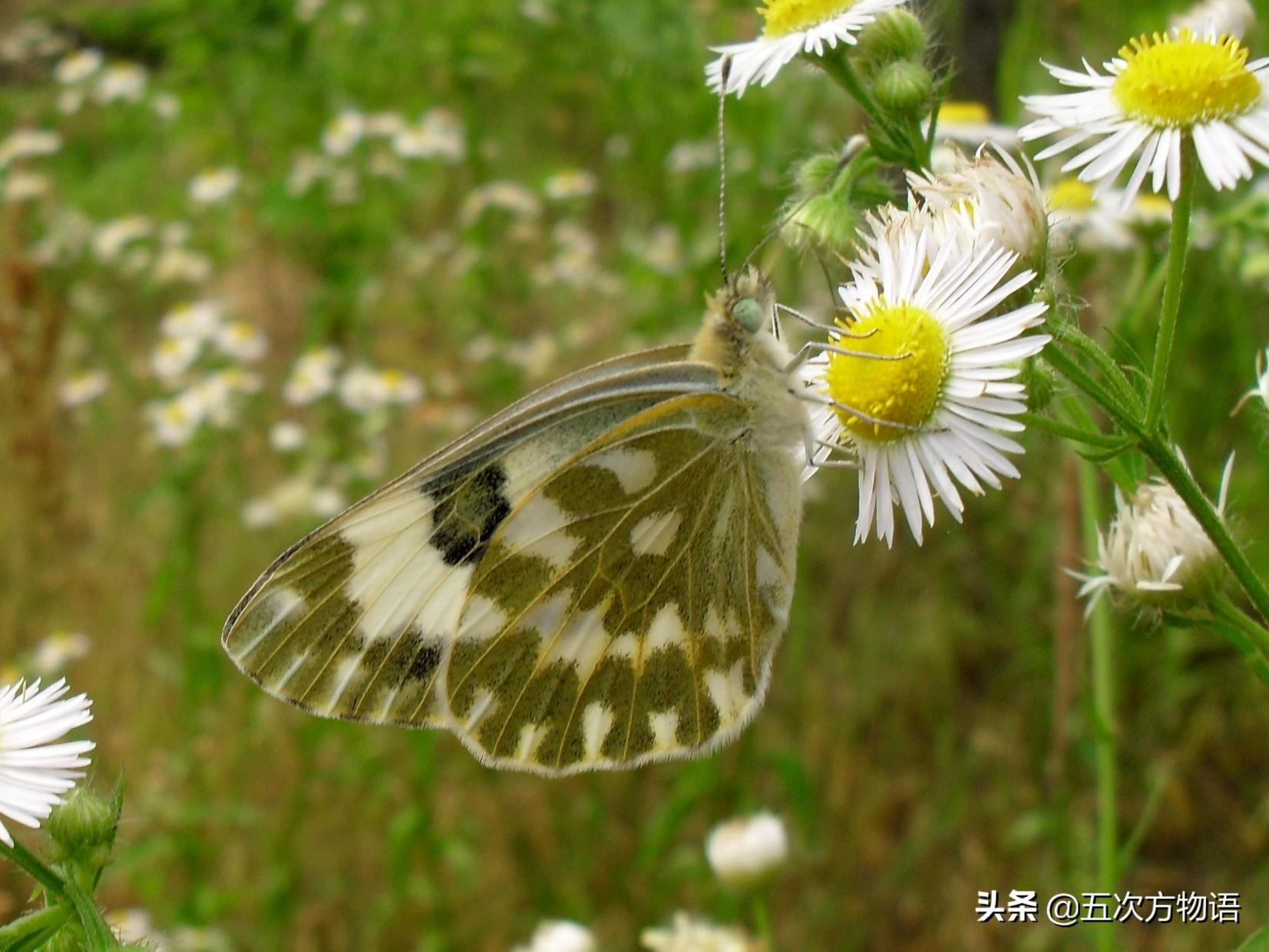 蝴蝶的种类，蝴蝶的种类及图片（青岛常见蝴蝶图鉴）