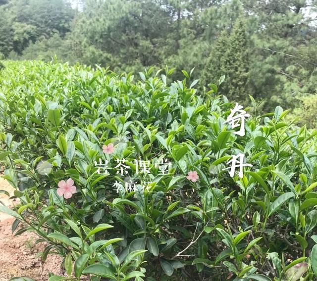 大红袍什么味道，岩茶的大红袍是什么味道（喝起来是什么味道）