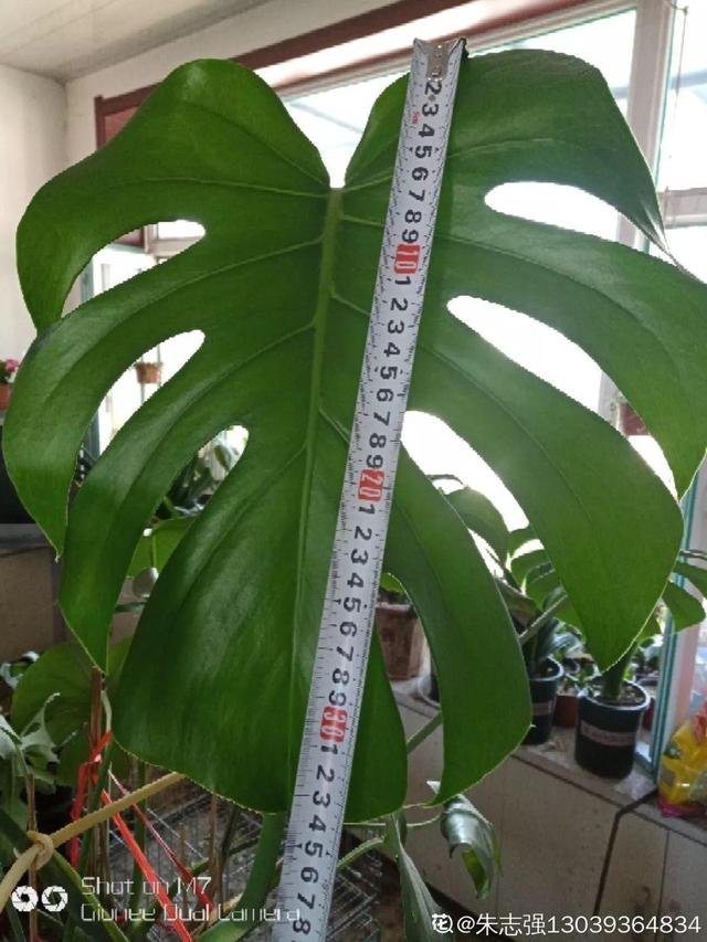 吊兰怎么养才能更旺盛，吊兰叶子尖发黄干枯什么原因（敲个鸡蛋埋土里）