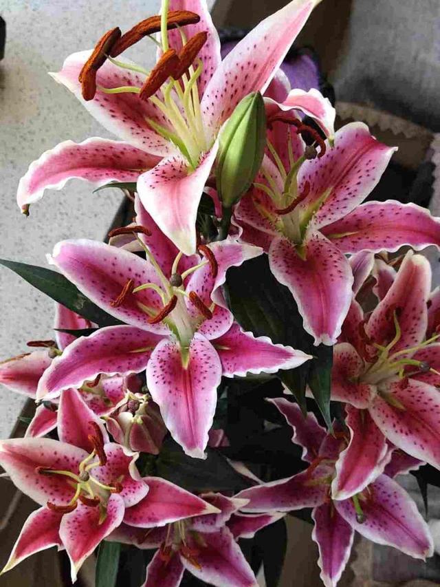 虎刺梅生虫怎么解决，虎刺梅长虫子怎么办（离太近都不好）