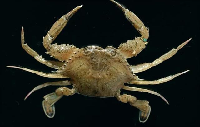 梭子是什么样的，梭子是啥玩意儿（生物相册•散落全世界的远亲）